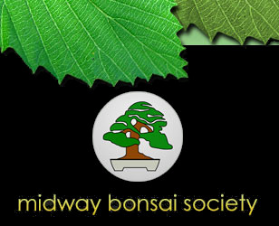 Midway Bonsai Society - Midrand